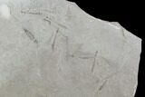 Fossil Crane Flies - Green River Formation, Utah #97450-1